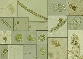 43-mikroorganismy-jako-bioindikatory-1-tekouci-vody